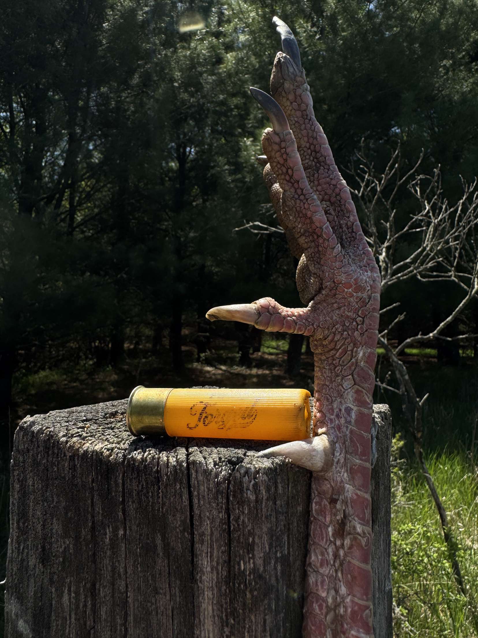 20 Gauge 1oz TSS Turkey-2 3/4"